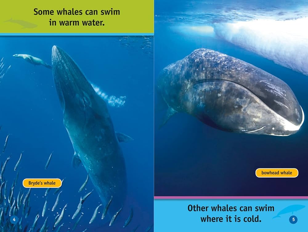 Amazon.com: Whales: Level 1 (National Geographic Readers