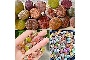 10 Colorful Lithops Succulent Plants Live, Rocks Living Stones for Planting Indoors Outdoors