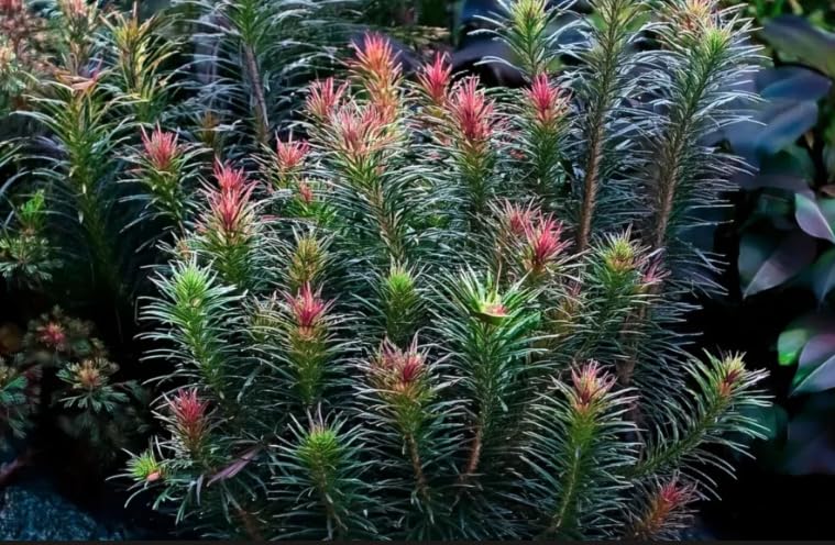 Rotala bossii Tropical Healthy Aquarium Plant Shrimp Safe (10)