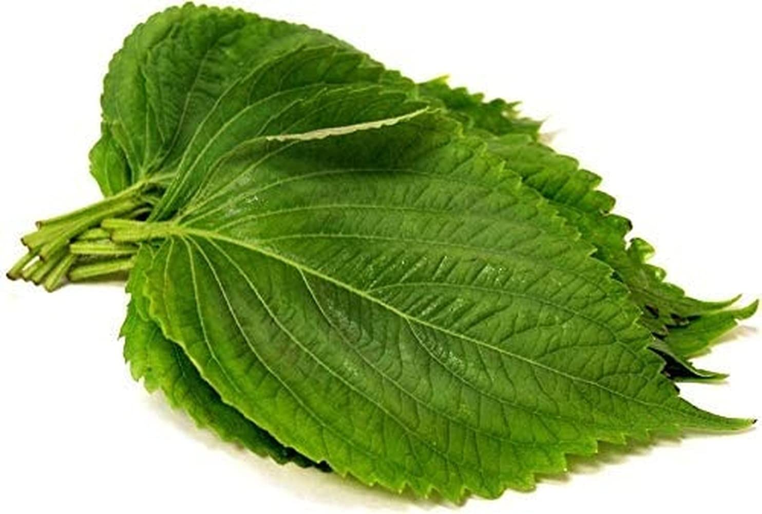 VibeX Heirloom Perilla Seeds Grow Your Own Purple Flat Leaves Shiso-350 Seeds (B0BBGPX2QB) Amazon Price History, Amazon Price Tracker