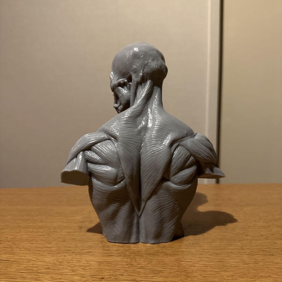 Amazon.co.jp: 海洋堂 片桐裕司 アナトミー胸像 彫刻 上半身アナトミー