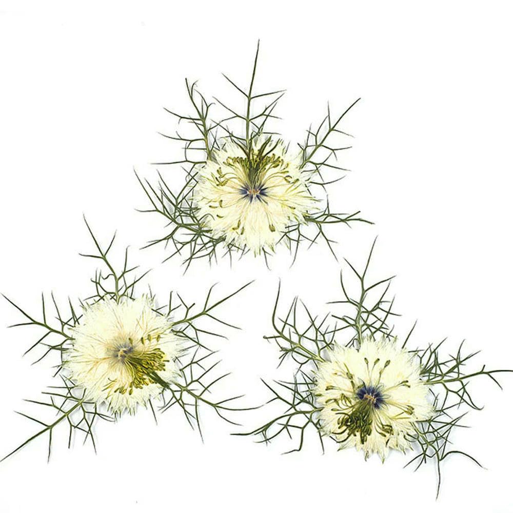 Fiori secchi Fai da Te in Bianco, Materia Prima, Amore nella Nebbia, Arte per segnalibro, 1000 Pezzi