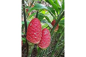 L'évè Plant -4 Shampoo Ginger Rhizomes, Ginger Turmeric, Bird's Nest, Free Ship W/Free Hair Care
