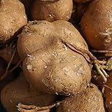 TomorrowSeeds - True Jicama Seeds - 20+ Count - for 2025 Planting USA Garden Vegetable Mexican Yam Bean Root Potato Non-GMO Heirloom Grow Your Own Home Farm Patio Healthy Sustainable Living Seed