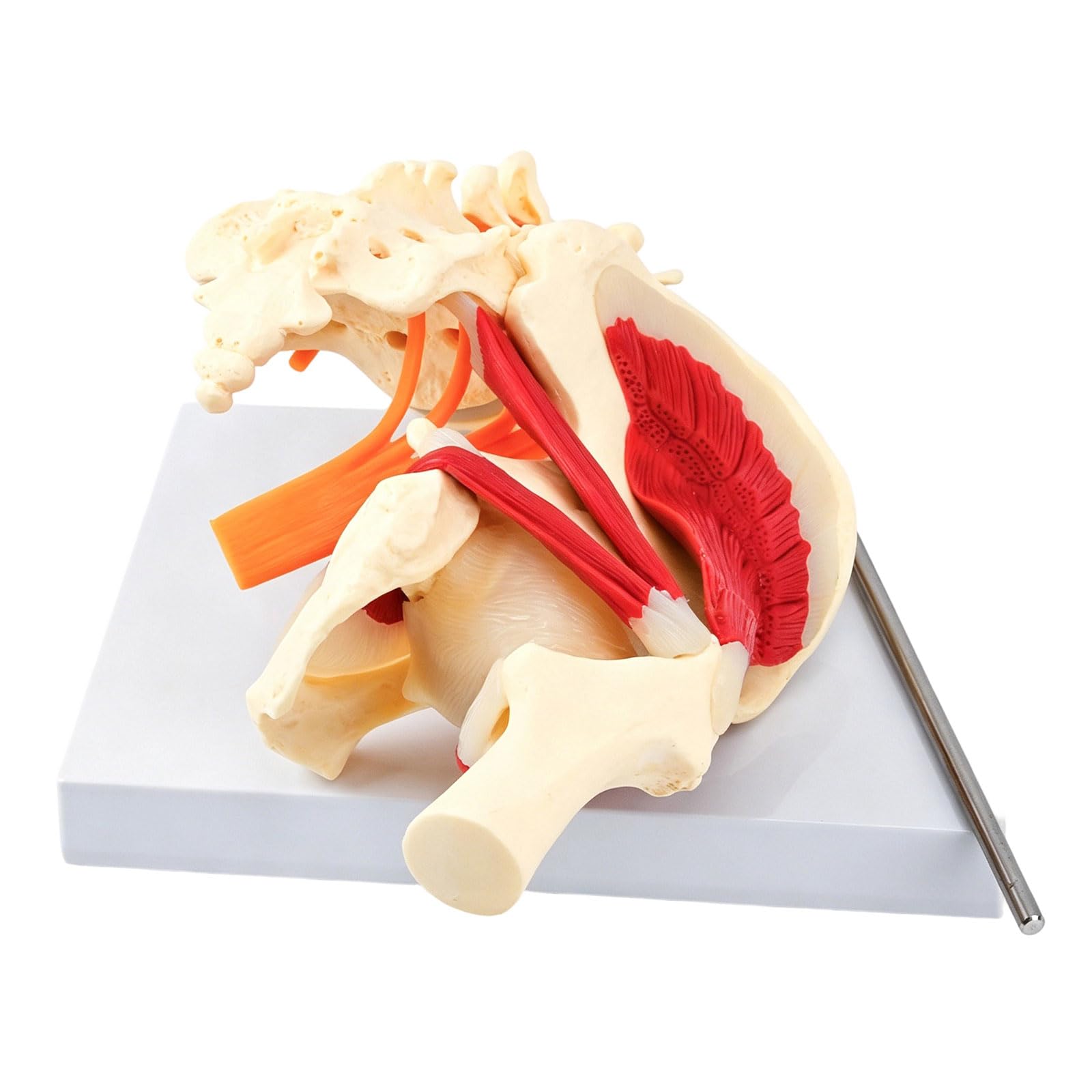 Modelo anatómico de vértebras lumbares humanas de tamaño real con músculos, nervios, esqueleto, hueso para demostración en el aula, modelo anatómico de pelvis lumbar