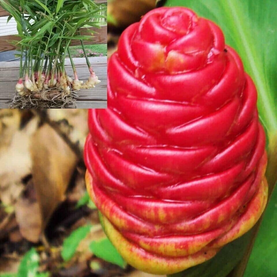 6 Shampoo Ginger Tuber for planting
