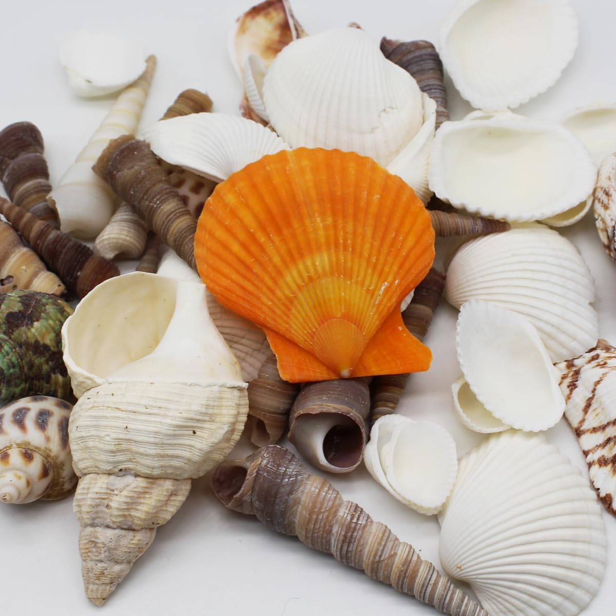 Natural Beach Shells For Crafts Natural Mixed Sea Shells Collection - 11oz Beach  Shells For Crafts, Decorations And DIY Projects 1.4-3.1 Inch Beach Shells  For DIY Projects, image size:1200x1200