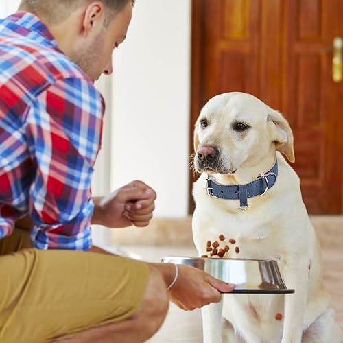 Miniatura 3 de Collares de perro hembra collar de cachorro XS para cachorros pequeños collares de perro hembra collar de chihuahua accesorios Yorkie collar de gato