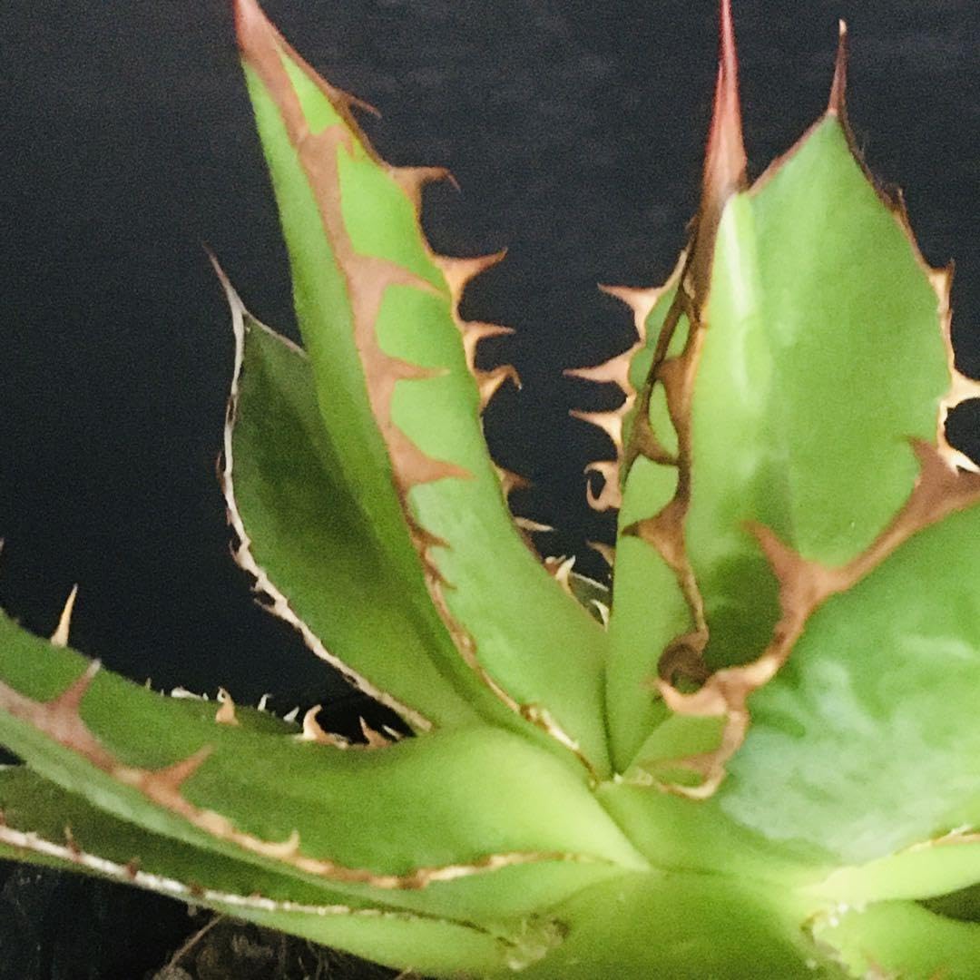 【高騰品種】1 イスラエルホリダ アガベ 極上強棘 丸葉ボールタイプ 特選 高騰品種】1 イスラエルホリダ アガベ 極上強棘 丸葉ボールタイプ 特選