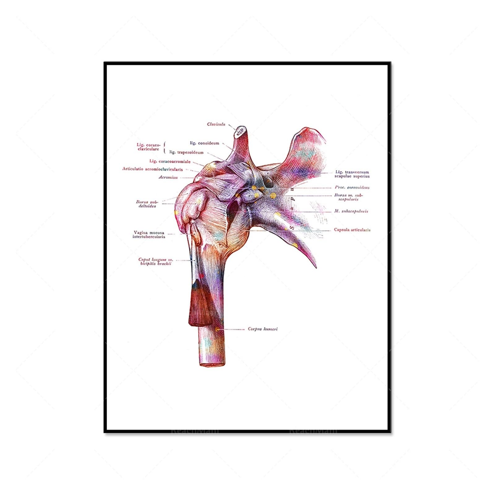 Póster De Anatomía Corporal, Impresión Articulación Del Codo, Escápula, Arte Médico, Estructura Ósea, Decoración Clínica, Regalo Ortopédico, 1 Ud(1,60x80cm Canvas)