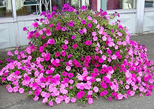 Crapulous Petunia Rose Pinky Flower Seeds (Mixed Colors) -25 Seeds Flower Seeds For All Season Garden [Home Garden Seeds Eco Pack] Plant Seeds (B09BFWV6LM) Amazon Price History, Amazon Price Tracker
