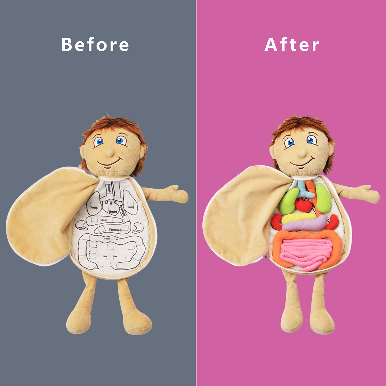 3D Organ Toy Set, Human Body Anatomy Awareness Teaching Tools