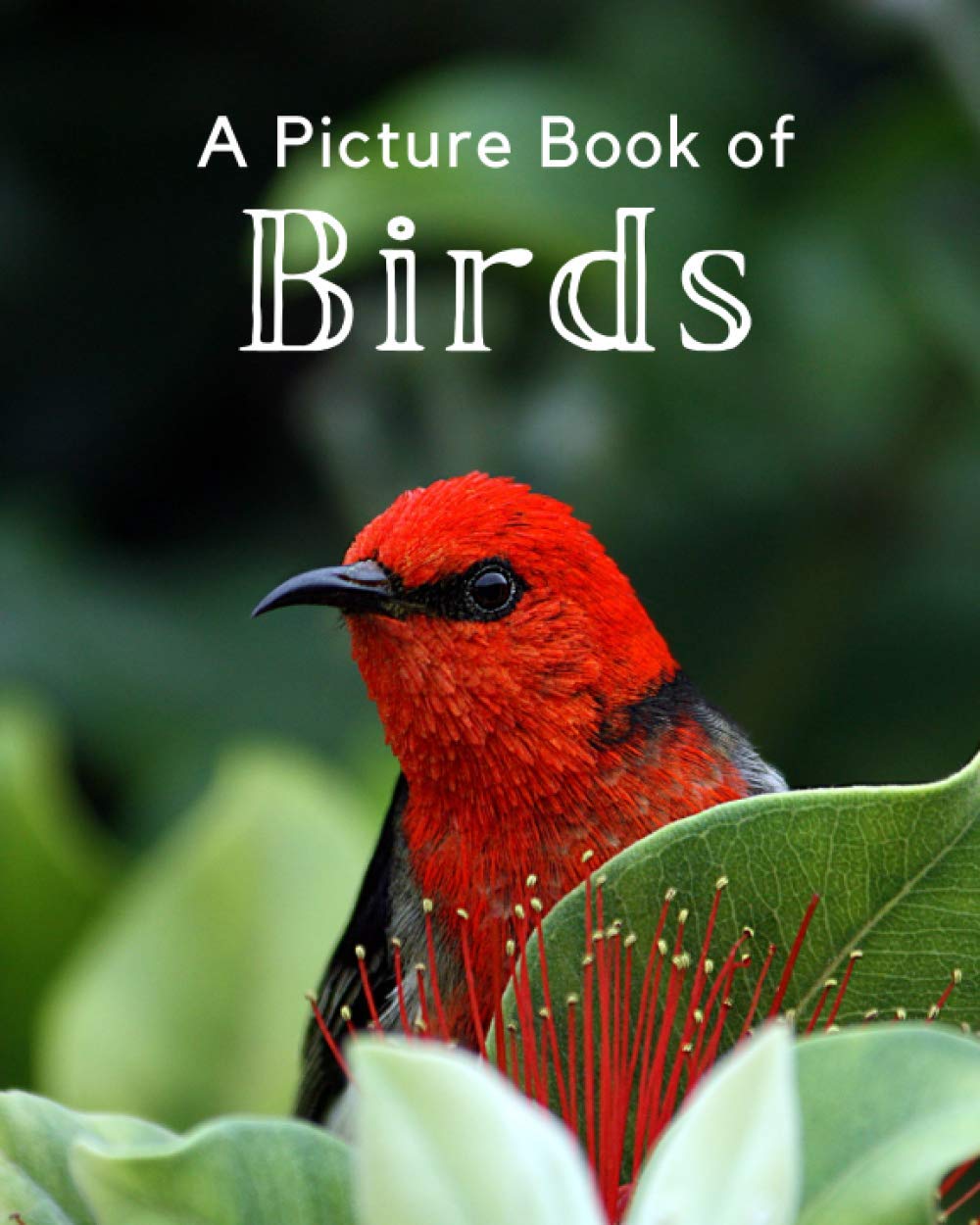 A Picture Book of Birds: A Beautiful Picture Book for Seniors With Alzheimer’s or Dementia. A Perfect Gift For Bird Lovers!: 1 (Picture Books For Seniors)