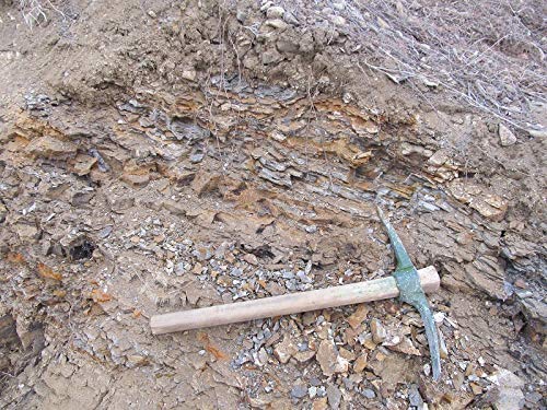 image for SUNNYHILL Real Trilobite Fossil Come from Western Hunan of China 450 M