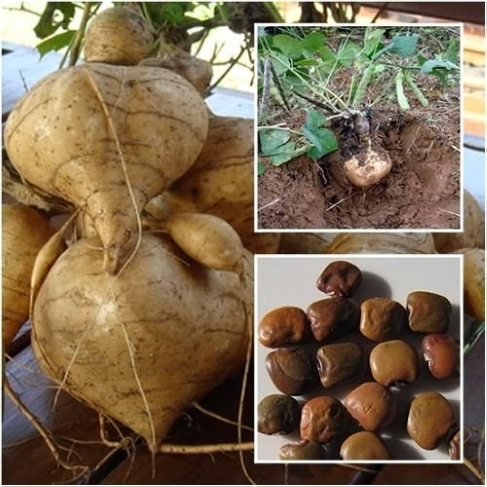 ONLINE PLANT BAZAR Hybrid Singkamas yam bean Jicama Sag Alu Seeds (Pack Of -100 Seeds) (B0CGFB1HJX) Amazon Price History, Amazon Price Tracker
