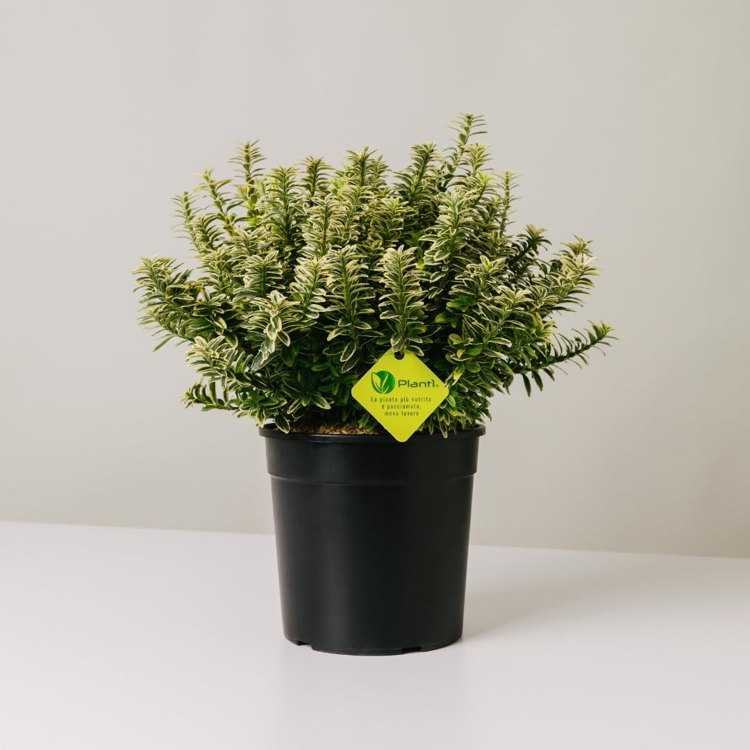EUONYMUS JAPONICUS MICROPHYLLUS Arbusto sempreverde da esterno, vaso da 19 cm. Piante vere per giardino e terrazzo con foglie bianche bordate. 6 mesi di concimazione inclusi (Albo).
