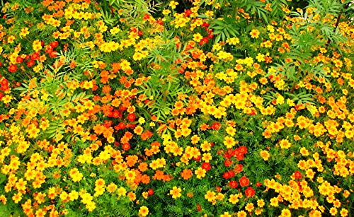 Seeds4planting - Seeds Indoor Marigolds Mexican Mix Tagetes Annual Flowers Non GMO