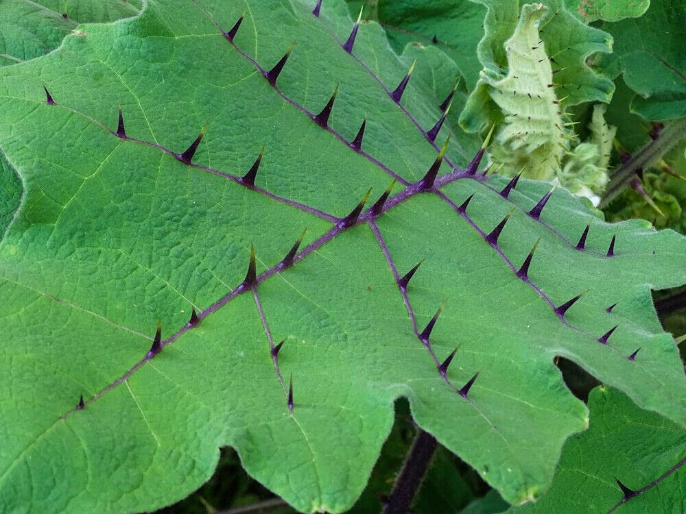 Solanum Quitoense Naranjilla Lulo 5 Fresh Seeds