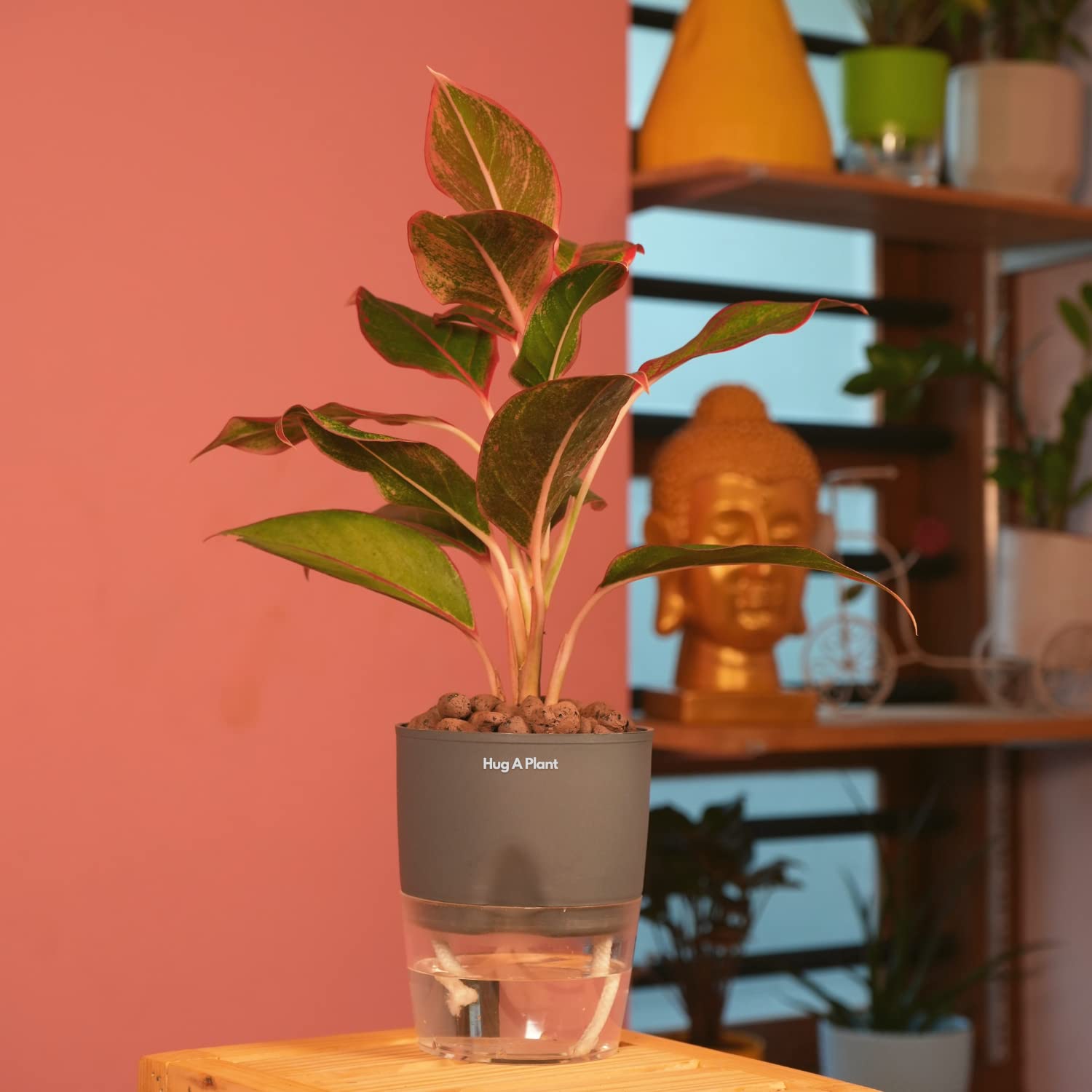 Hug A Plant | Aglaonema Lipstick - Live Plant (With 4Inch|10cm Self-Watering Pot & Plant) (Grey) (B0C6DJ9RLF) Amazon Price History, Amazon Price Tracker