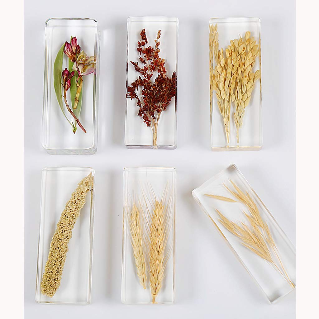 Amazon.co.jp: 植物樹脂標本,植物標本,生物学的教育,教育玩具,幼稚園の