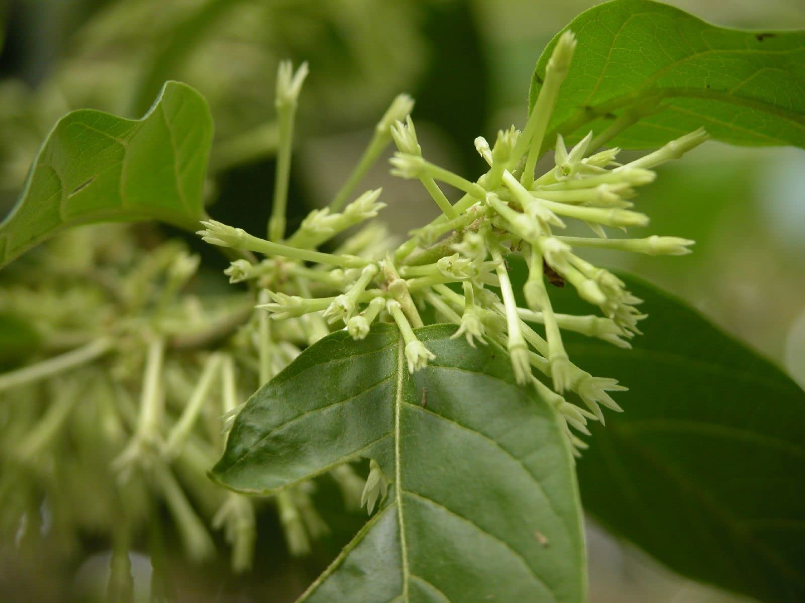Buy 10 Cestrum Nocturnum Night Blooming Jasmine Bush Queen of The