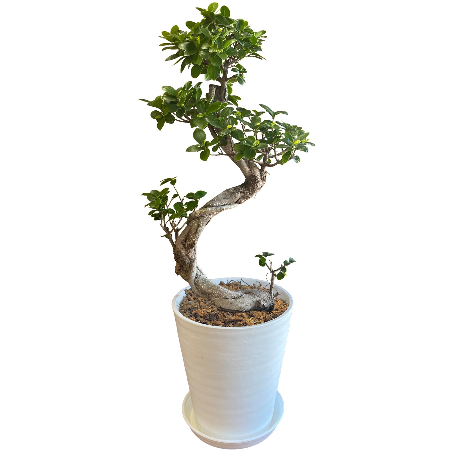 Amazon｜花のギフト社 ガジュマル 大型 大きい 観葉植物 本物 お祝い
