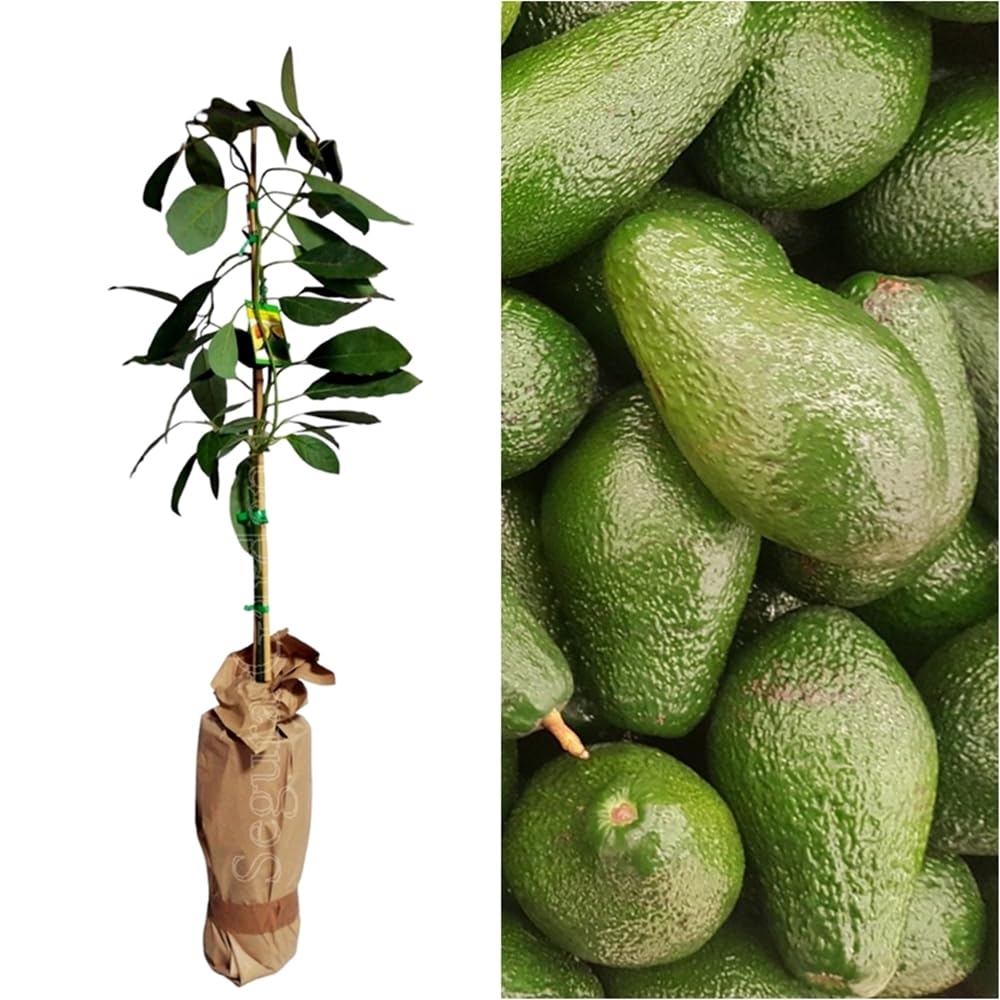 Planta de Aguacate, arbol de variedad FUERTE injertado. 90-100 Cm. El mas Resistente al Frio. Plantar un aguacate aporta sombra, frutos nutritivos, oxígeno. Segura Garden