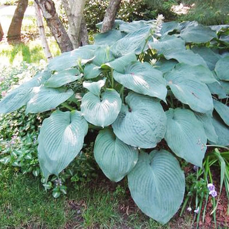 T Rex Hosta root