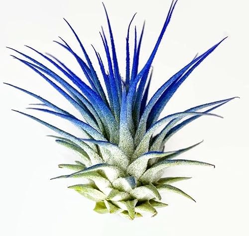 Miniatura 2 de Planta de aire Ionantha Guatemala Tillandsia, planta de aire viva de Guatemala Tillandsia, llegada saludable garantizada, gran planta de interior