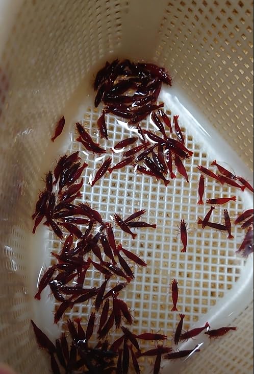 Image of Swimming Creatures 40 Mixed Color Neocaridina Shrimp (Neocaridina davidi) - Choose Mixed or Premium Grade - Live Freshwater Aquarium Shrimp (40 Premium Mixed)
