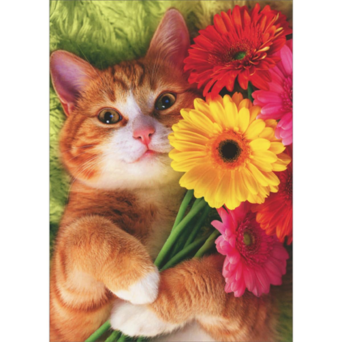 Avanti Press Orange Cat Holding Red, Pink and Yellow Gerbera Daisies Bouquet Mother's Day Card