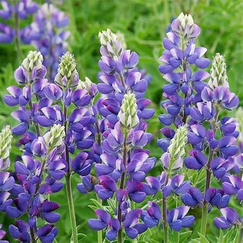 Miniatura 3 de QAUZUY GARDEN 10,000 semillas de lupino de lupín Bluebonnet - Semillas de flores de primera calidad - Plantas de flores de jardín maravillosas y