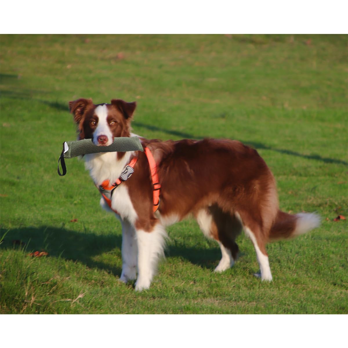 Strapazierfähiger Beißkeil für Hunde und Beißspielzeug für Hunde, strapazierfähiges Nylon-Mischgewebe, geeignet für mittelgroße Hunde, Hundebisskissen, k9, Hundebissmanschetten, Hundespielzeug, Grün