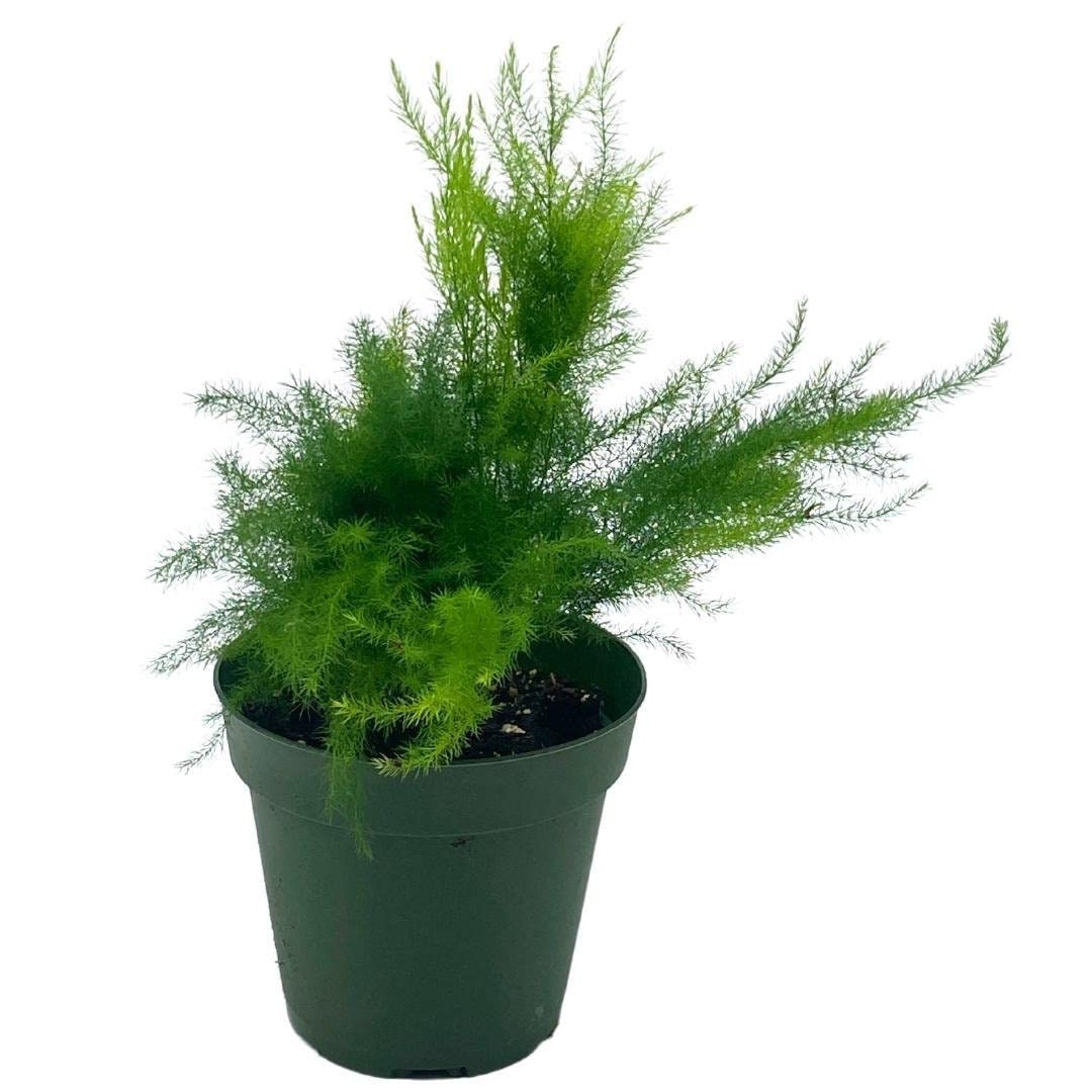 BubbleBlooms Asparagus Fern