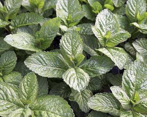 Grapefruit Mint - Grow Indoors or Out - Live Plant - 3" Pot