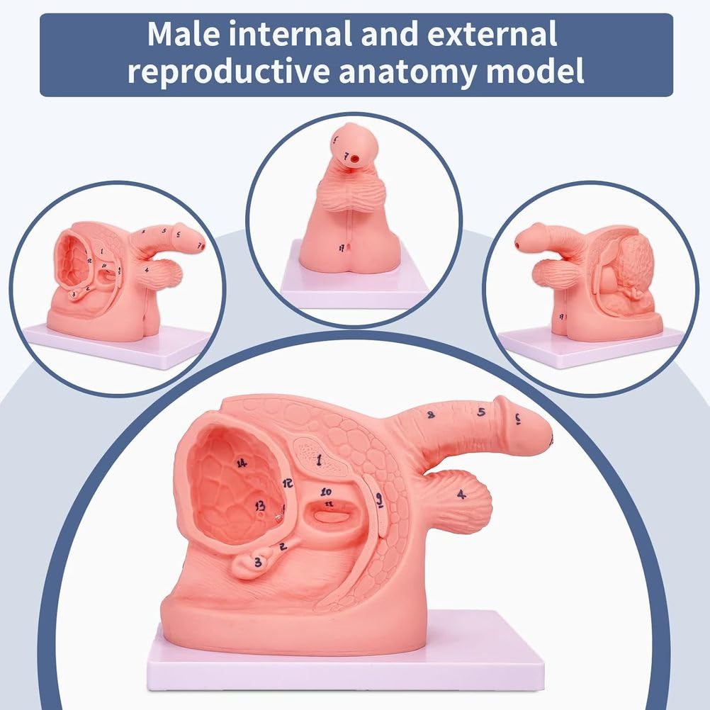 Katheterisierungs-Trainingsmodell mit interner externer Genitalanatomie für medizinisches Lernen und Praxis