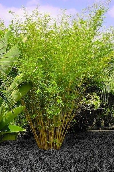 Original Golden Bamboo – Live Outdoor Holy Plant – Pack of 2-image-11