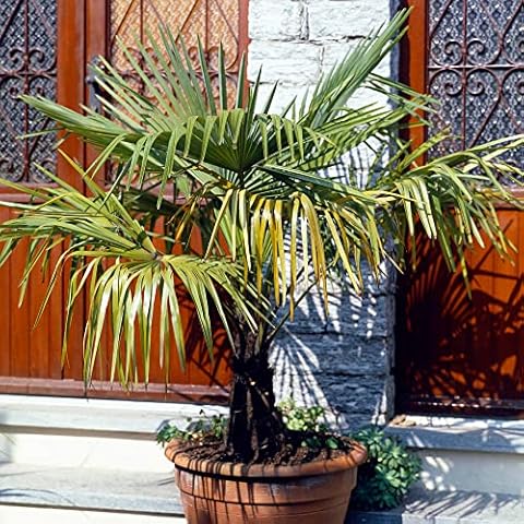 Trachycarpus Fortunei Hardy Outdoor Palm Tree Cover