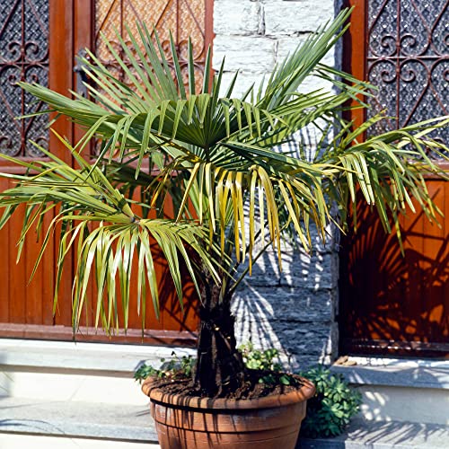 GardenersDream Trachycarpus Fortunei Chusan Fan Palm Plant - Outdoor Garden Ready Hardy Plant - Exotic Garden Palm Tree (3 Litre Pot, 40-60cm)