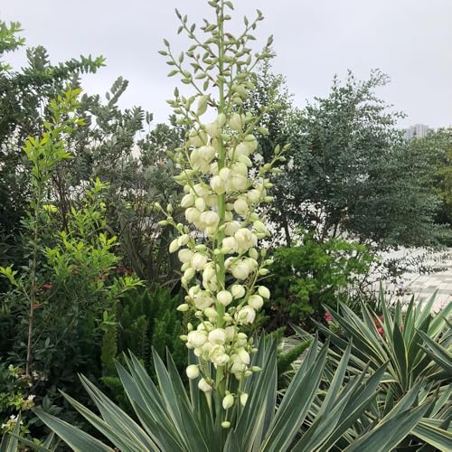 Semillas de Yucca Filamentosa, semillas de Decoración de jardín para exteriores semillas orgánicas de balcón para lugares soleados 50pcs