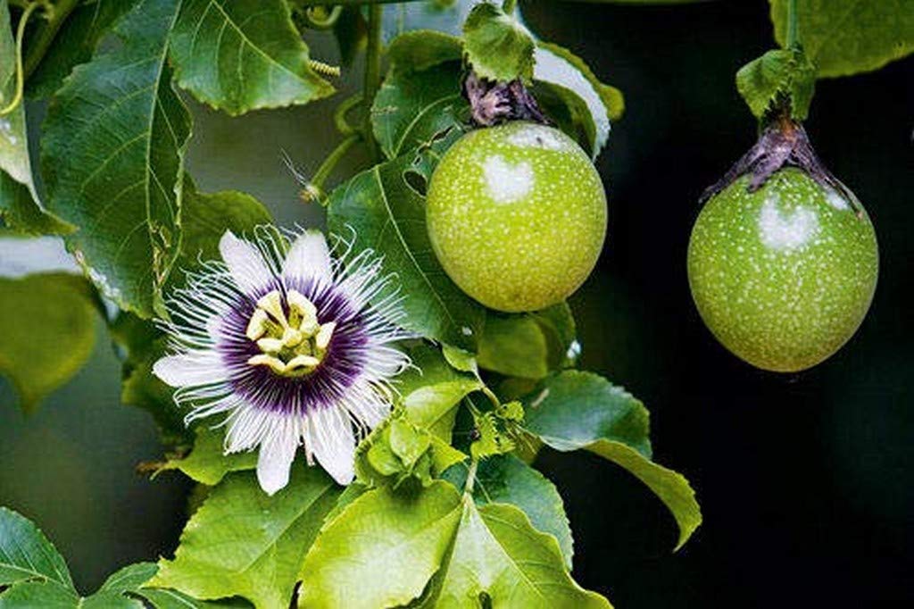 Creative Farmer Live Plant Granadilla (Purple Variety) Climbing Fruit Garden Plant(1 Healthy Live Plant) (PLANT-70-PFVOILET17$ll@)
