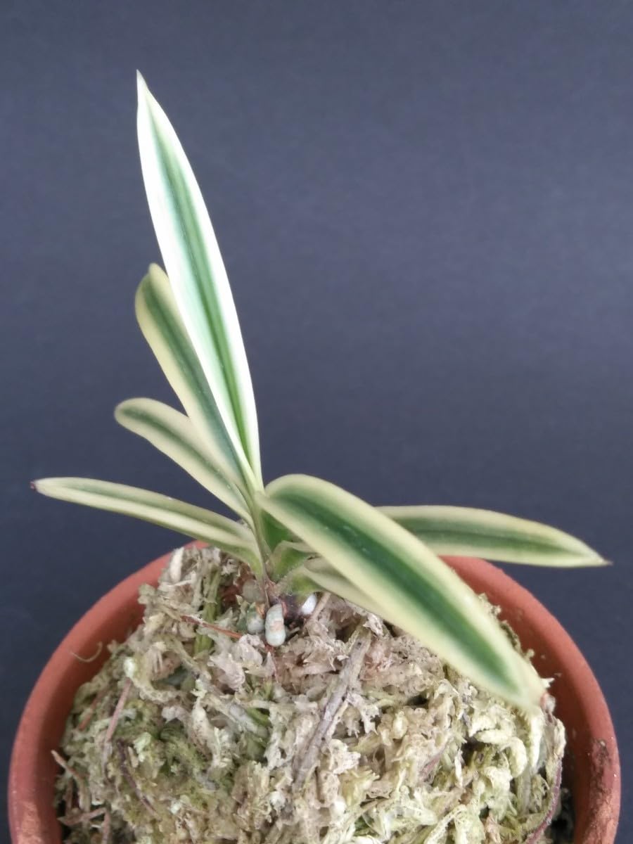 Amazon.co.jp: 「御城覆輪」 超小型種富貴蘭フウラン風蘭富貴蘭