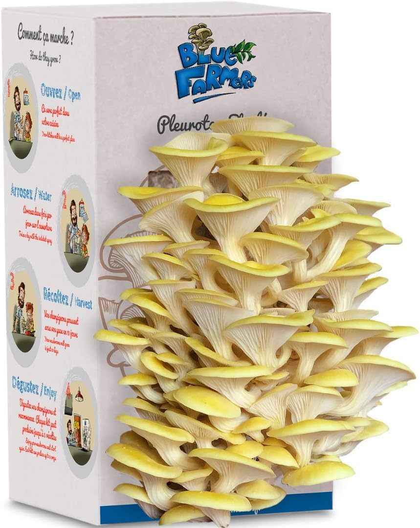 Mushroom Growing Kit - Blue Farmers - Grows in 10 Days - Pink Oyster Mushrooms Grown on Coffee Grounds - Ready to Grow Mushrooms - Family Size for 3-4 People (Yellow Oyster Mushrooms)