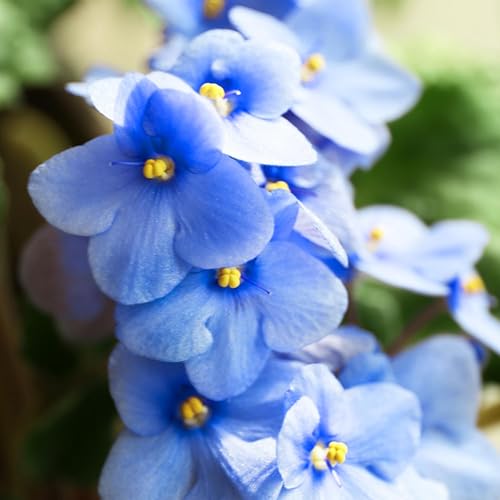 Miniatura 5 de Plantas vivas de violetas africanas, plantas de interior, flor violeta africana azul claro, maceta de 4 pulgadas, planta violeta africana viva para