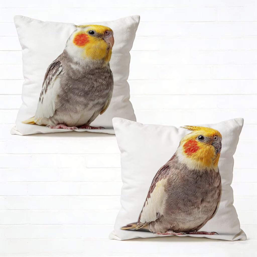 Housse de Coussin 80 x 80 cm Perroquet pour Décoration Terrasse et Salon