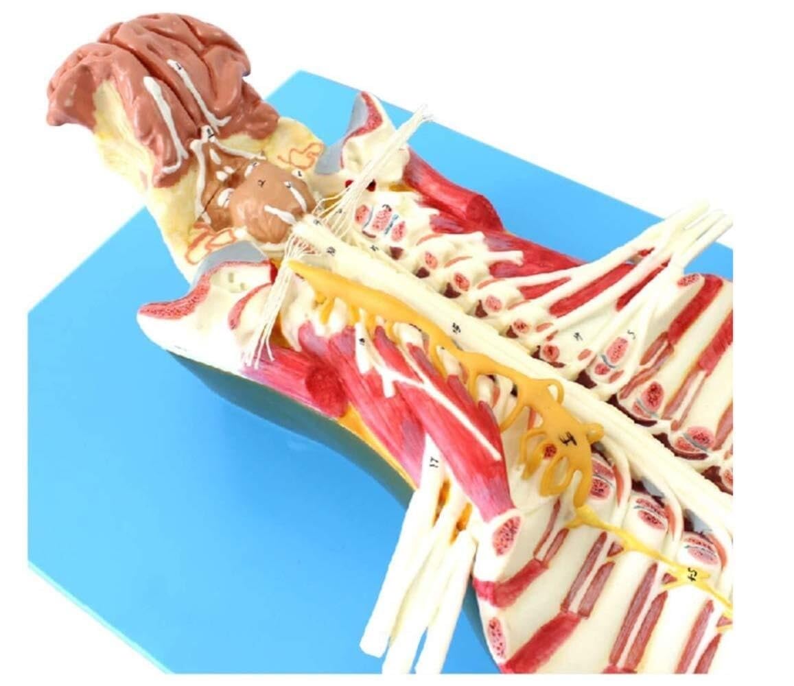 Model anatomii kręgosłupa człowieka z kanałem kręgowym i nerwami