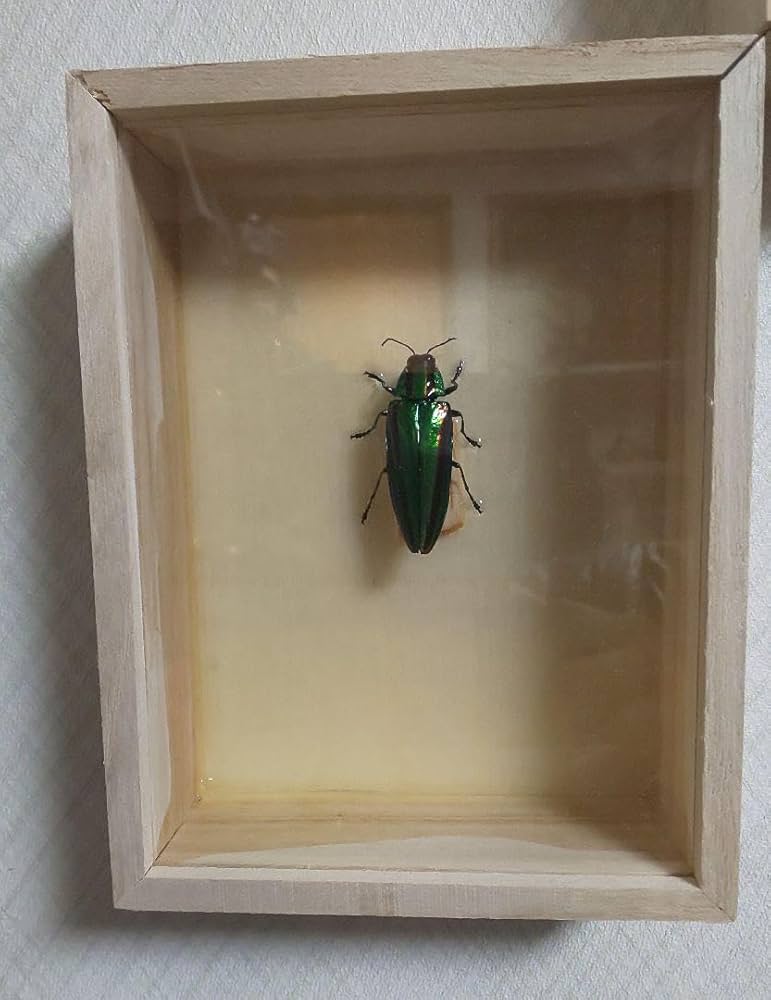 タマムシ標本 61匹(33mm～44mm) タマムシ標本 61匹(33mm～44mm) - メルカリ