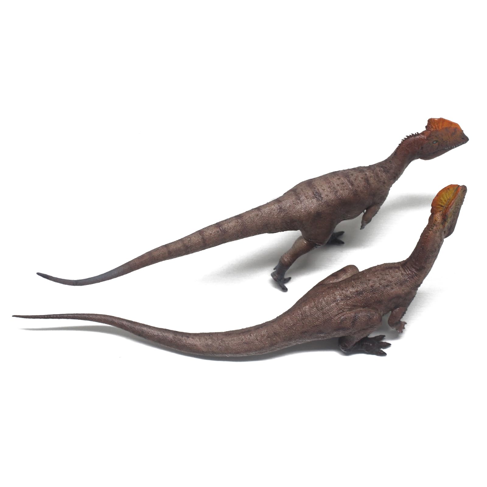 Amazon.co.jp: HAOLONGGOOD ディロフォサウルス(Sun Xin+Gu da sao