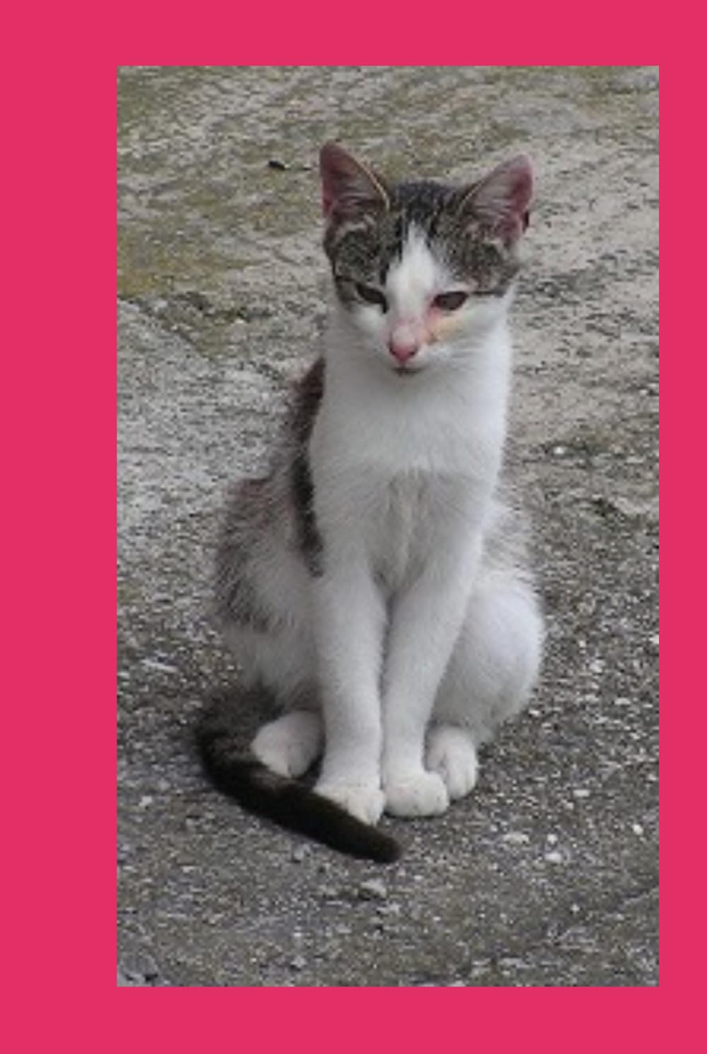 MY FRIENDS CATS: Stories on cats I have met