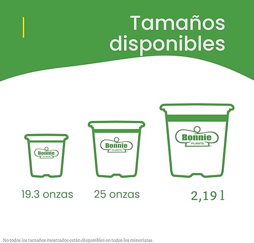 Miniatura 7 de Bonnie Plants Planta aromática comestible de hierbas aromáticas de romero vivo, paquete de 4, perenne en las zonas 8 a 10, ideal para cocinar y asar